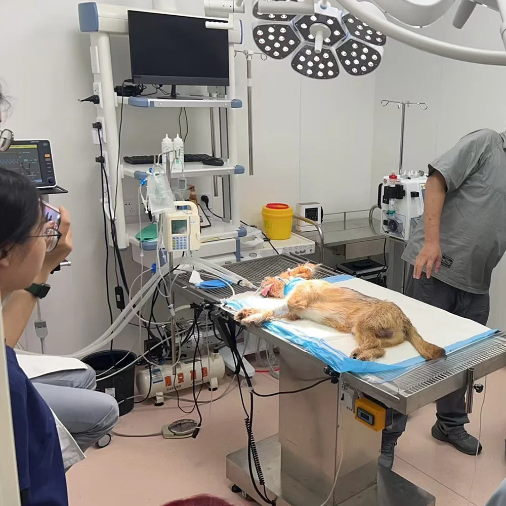 VETsmart's Advanced Animal Extracorporeal Therapeutic System for Dog's Hemodialysis Dialysis Machines